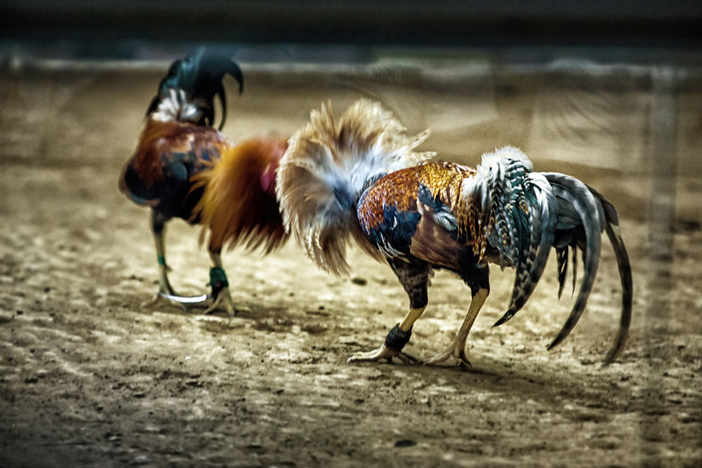 Cara Memilih Tempat Main Sabung Ayam S128