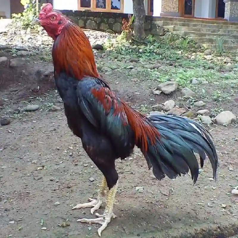 Rahasia Dunia Sabung Ayam_ Teknik Bertarung yang Jarang Diketahui