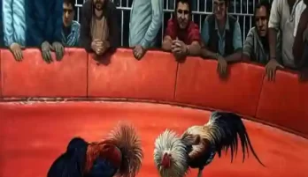 Mengenal Platform Sabung Ayam Online Terpopuler Tahun Ini